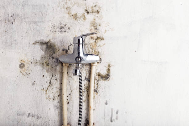 Mold Removal Process in Carlyss, LA