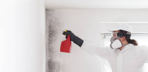 Best Toxic Mold Removal  in Carlyss, LA