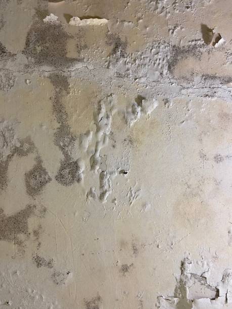 Best Certified Mold Removal  in Carlyss, LA