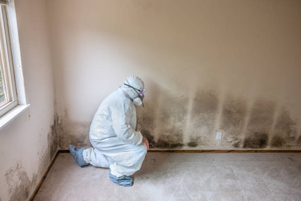 Best Residential Mold Removal  in Carlyss, LA