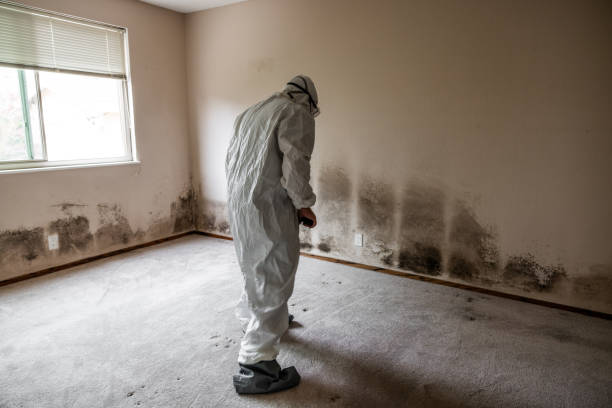 Best Commercial Mold Removal  in Carlyss, LA