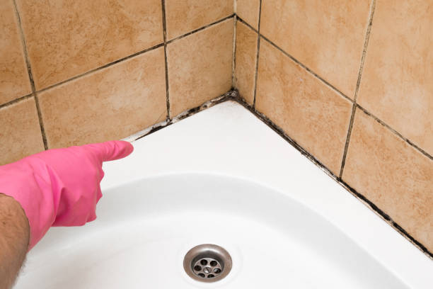 Best Attic Mold Removal  in Carlyss, LA